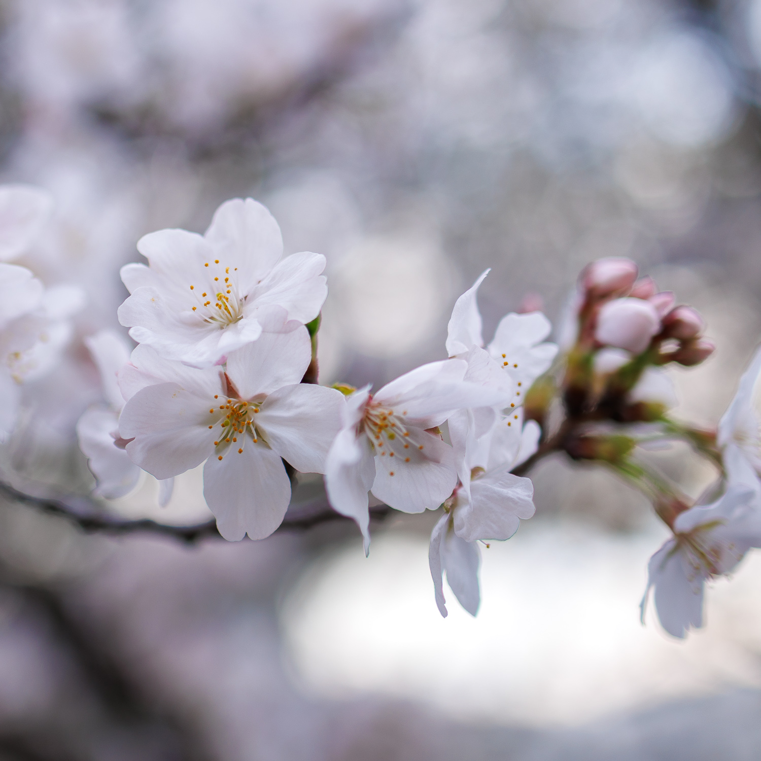 市ノ坪上町会の景色