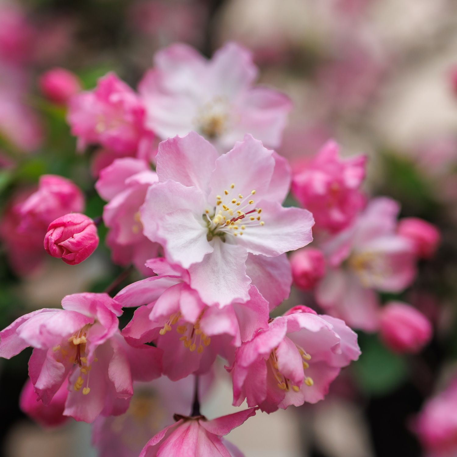 市ノ坪上町会の景色