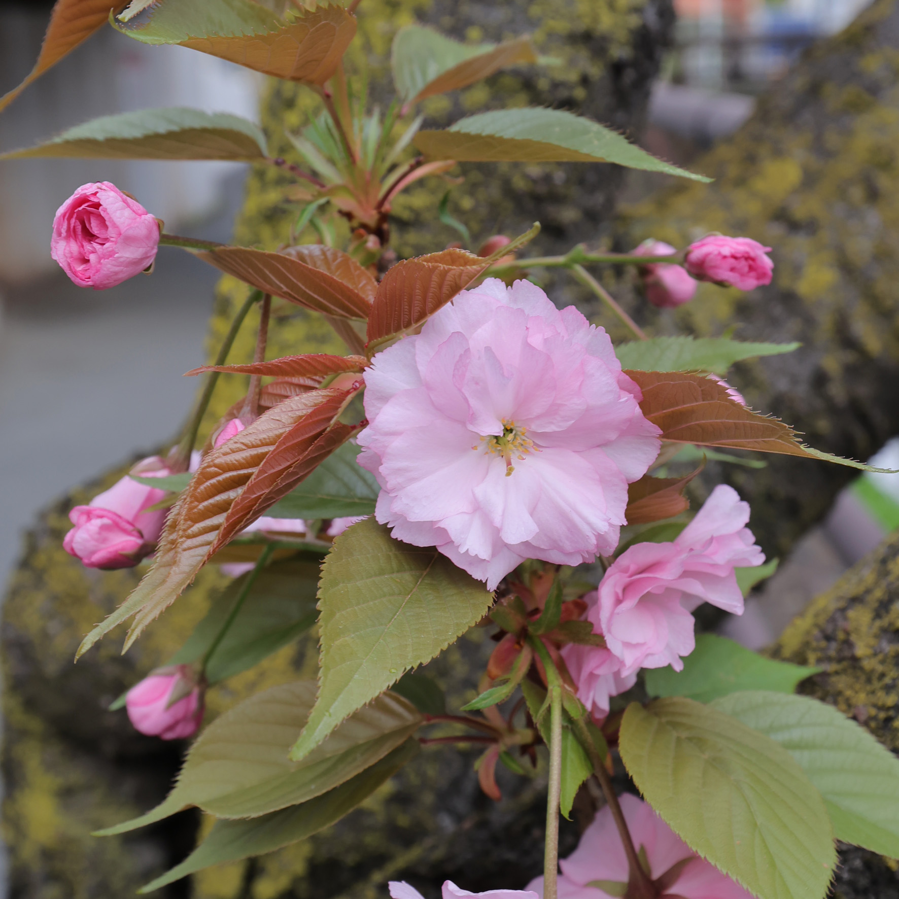 二ヶ領用水沿いの八重桜